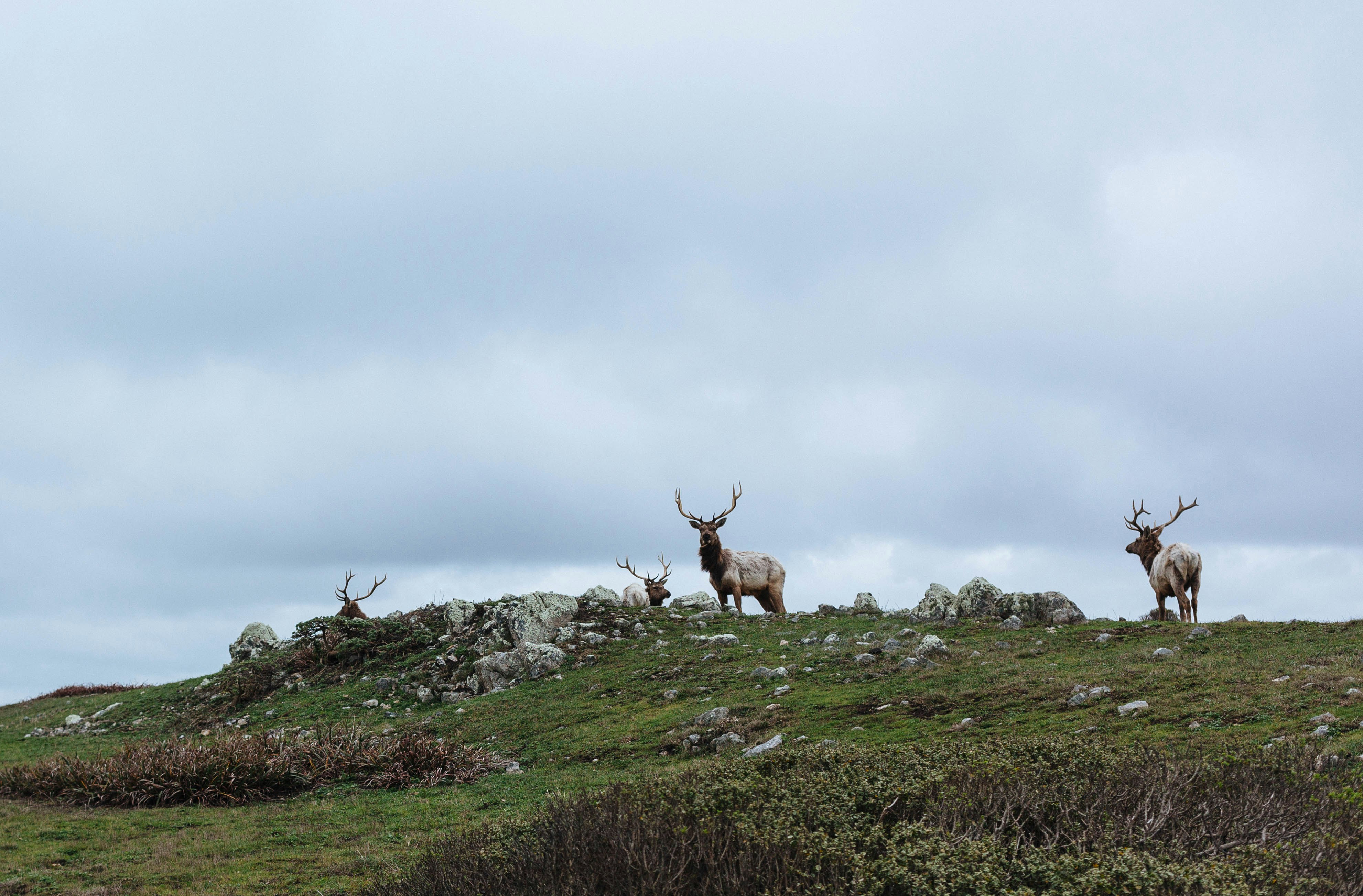 herd of deer on green grass field